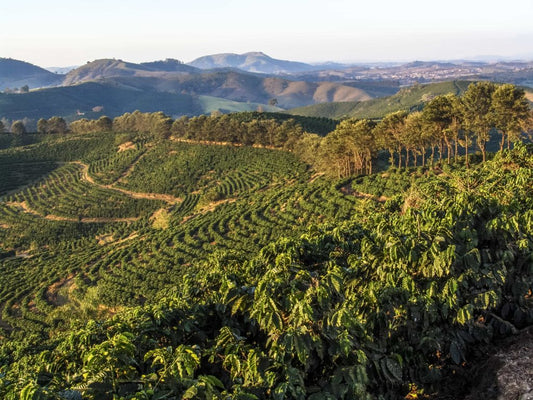 Premier Coffees of Central America